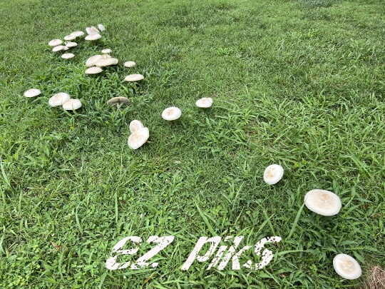 Wild Mushroom