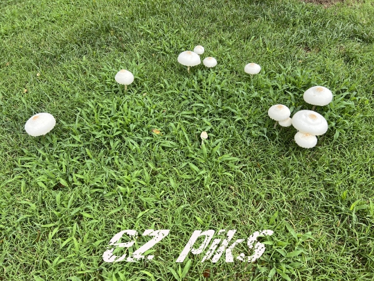 Wild Mushroom