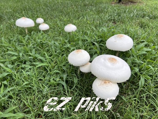 Wild Mushroom