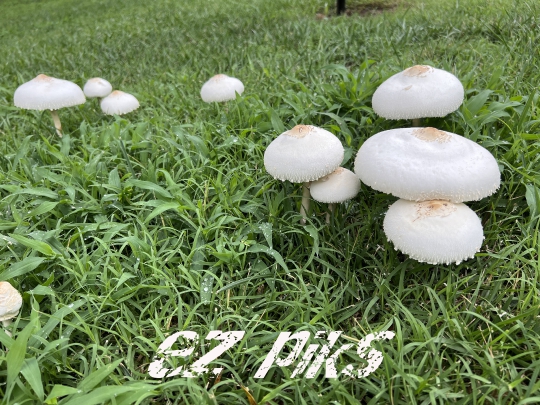 Wild Mushroom