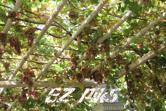 Grape Structure