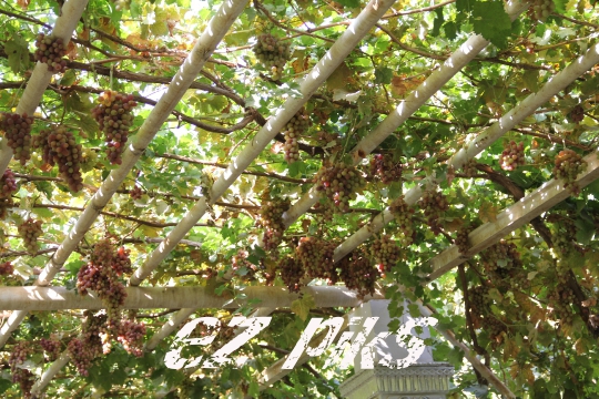 Grape Structure