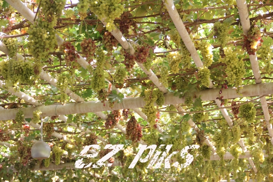 Grape Structure