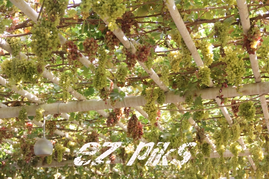 Grape Structure