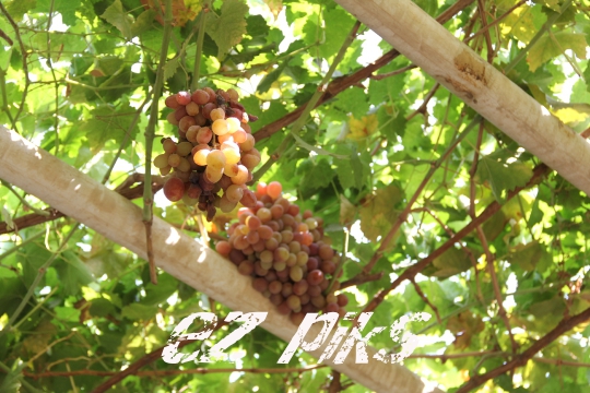Grape Structure