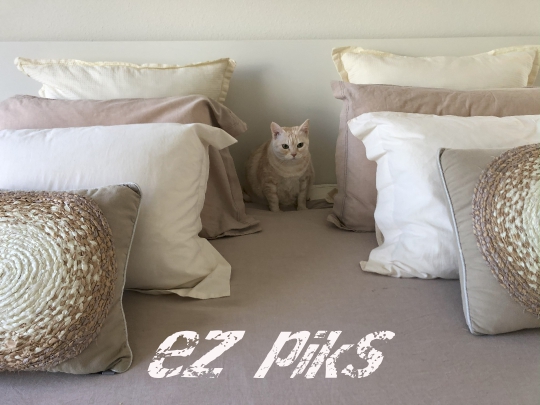 Turkish Cat