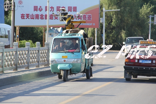 Cattle Transport
