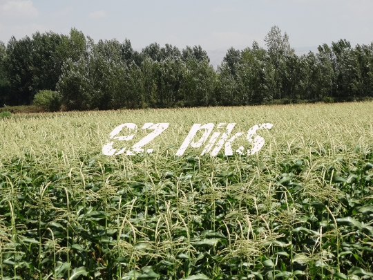 Corn Field