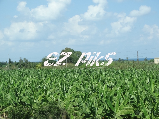 Banana field in Tyre