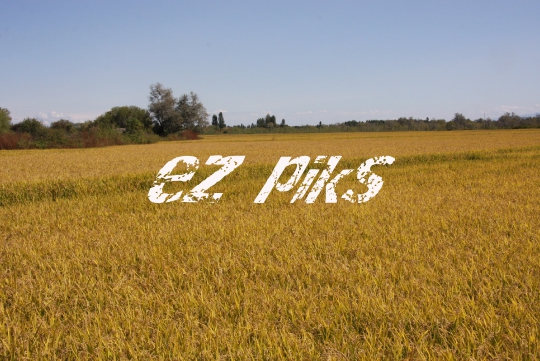 Wheat field