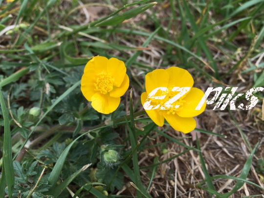 Wild Flowers