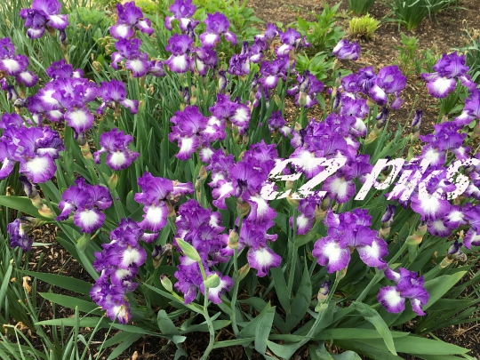 Wild Flowers