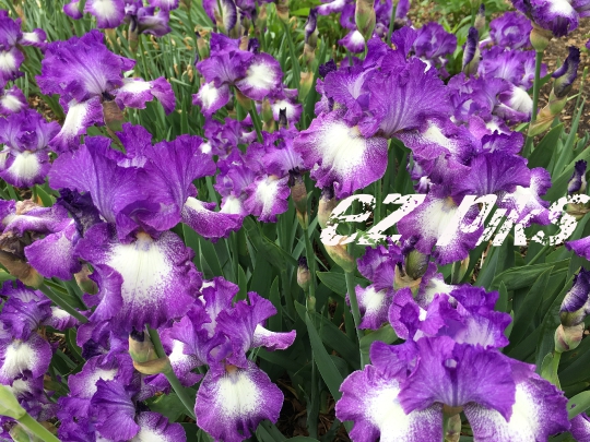 Wild Flowers