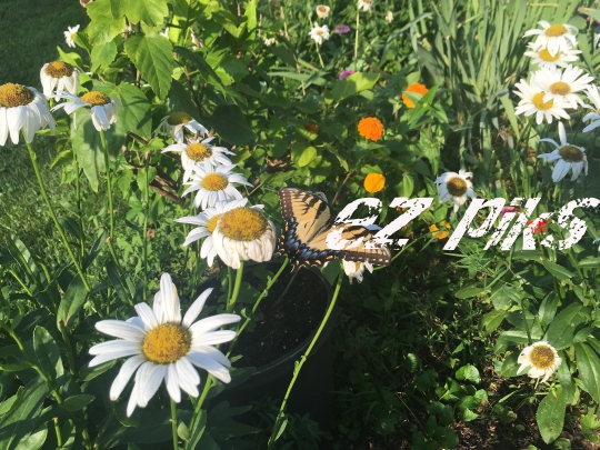 Butterfly