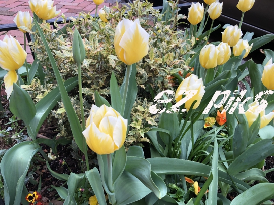 Tulips