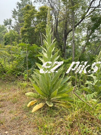 Common Mullein