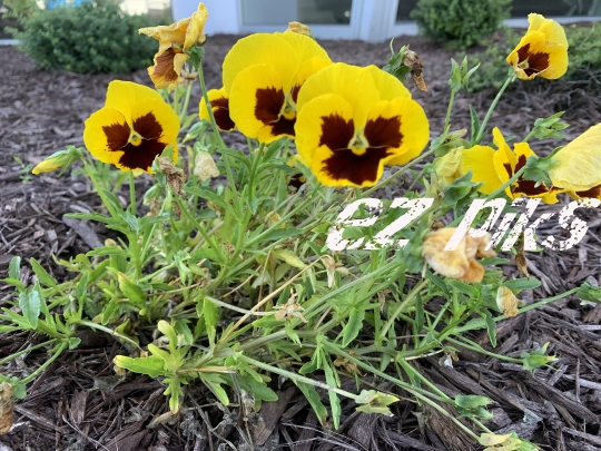 Wild Flowers