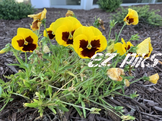 Wild Flowers