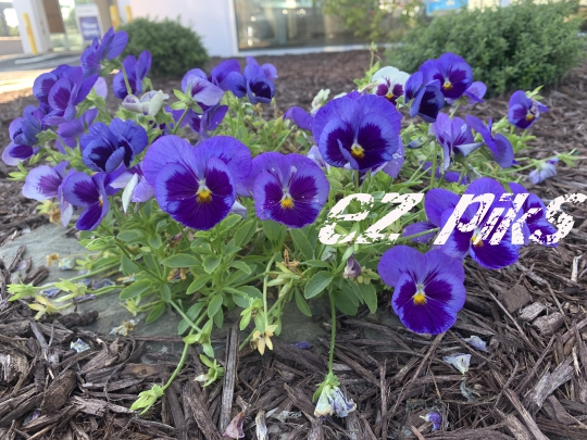 Wild Flowers