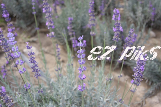 Lavender