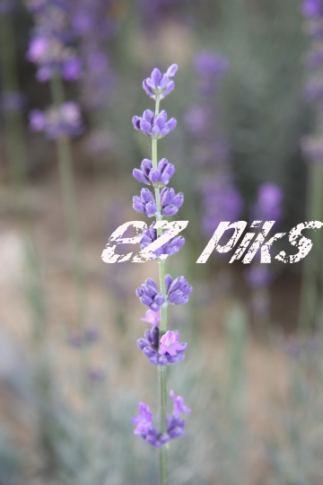 Lavender
