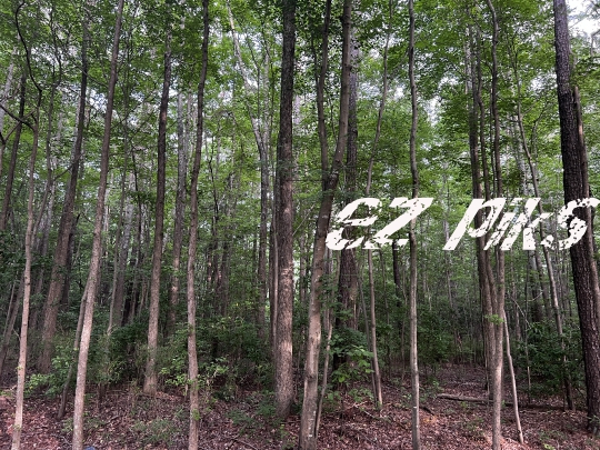 Tall trees