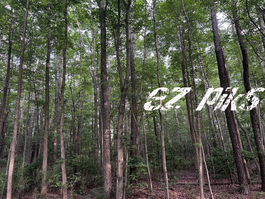 Tall trees