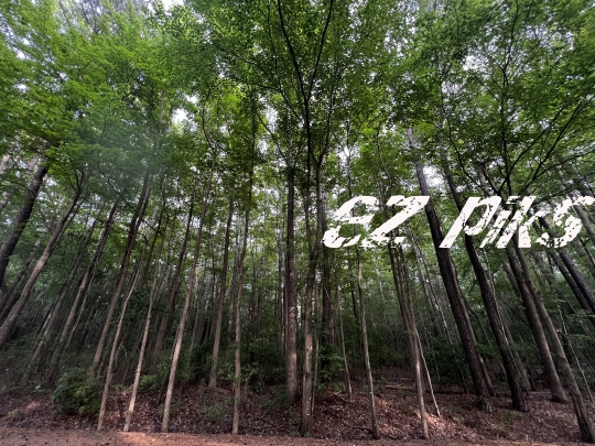 Tall trees
