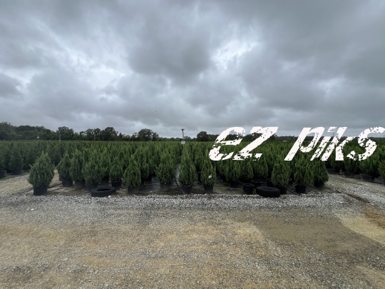 Christmas Trees
