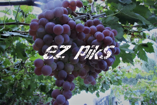 Grapes