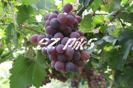 Grapes