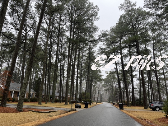 Pine Trees