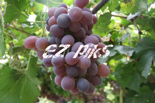 Grapes