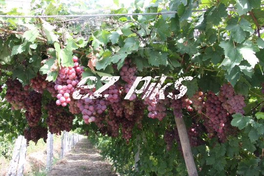 Grapes
