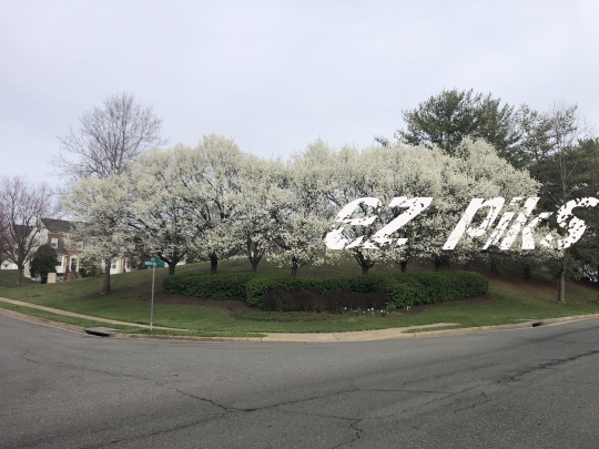 Cherry Blossoms