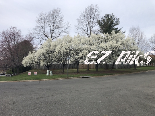 Cherry Blossoms