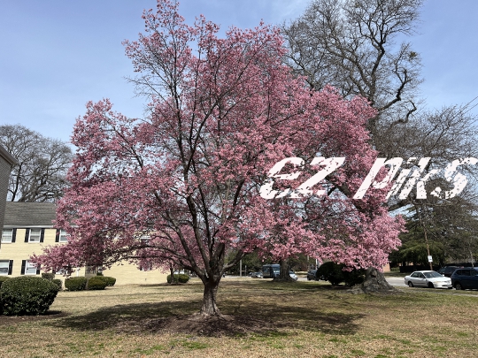 Pink Trees