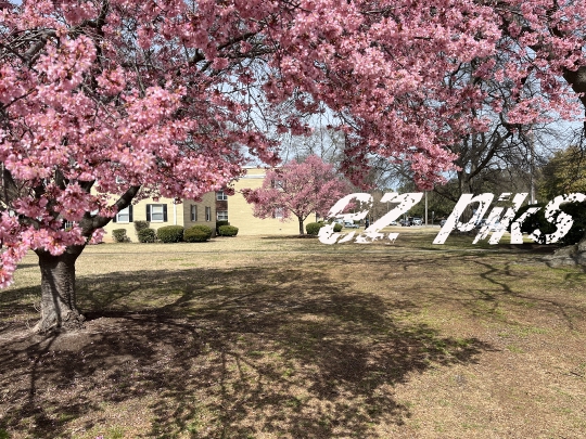 Pink Trees