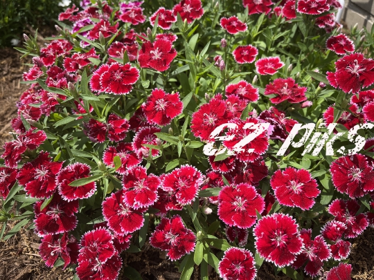 Dianthus