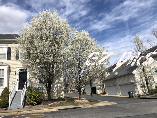 Cherry Blossoms