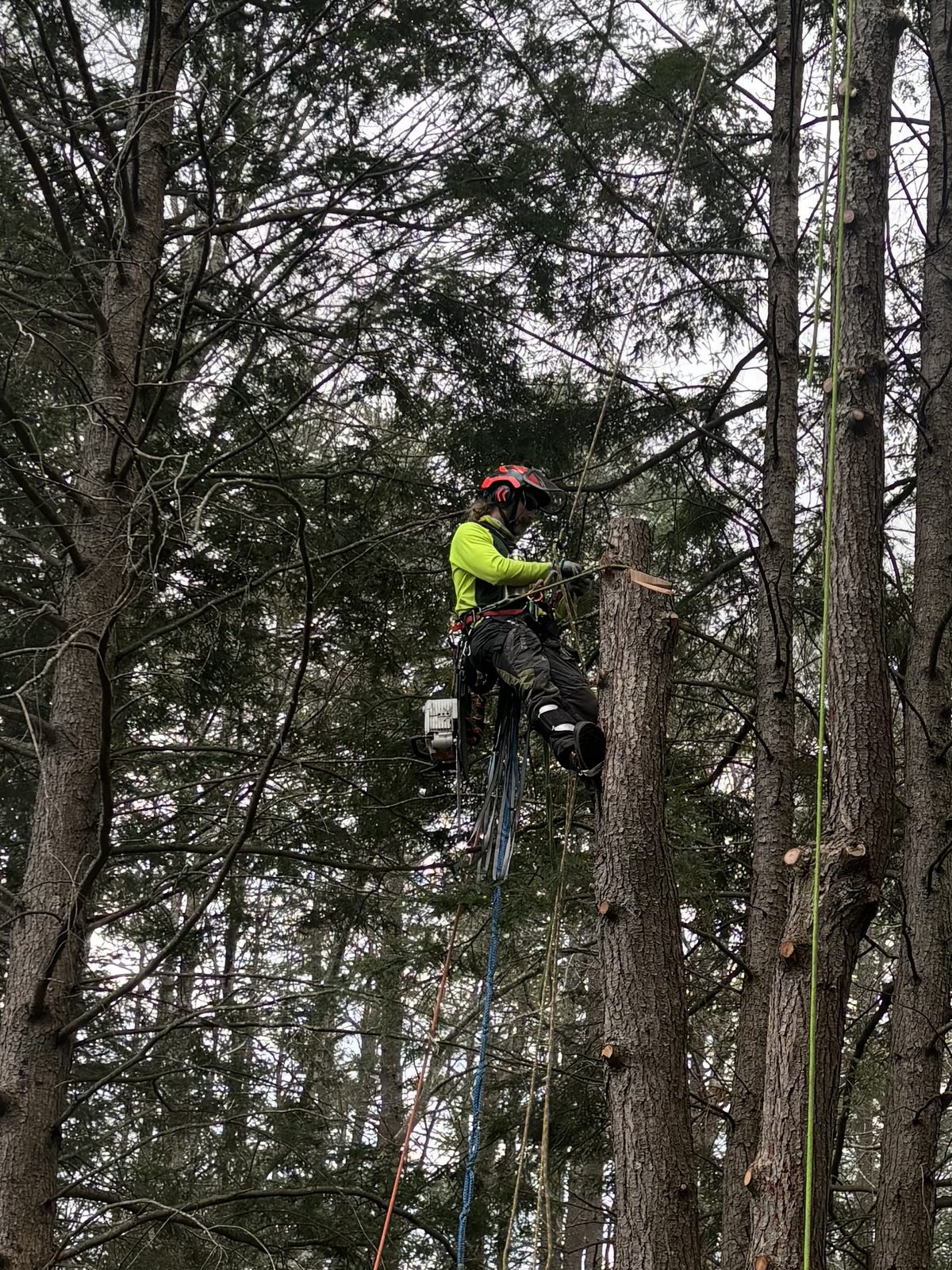 Northeast Forest Services arborist roped into a tree during residential tree work