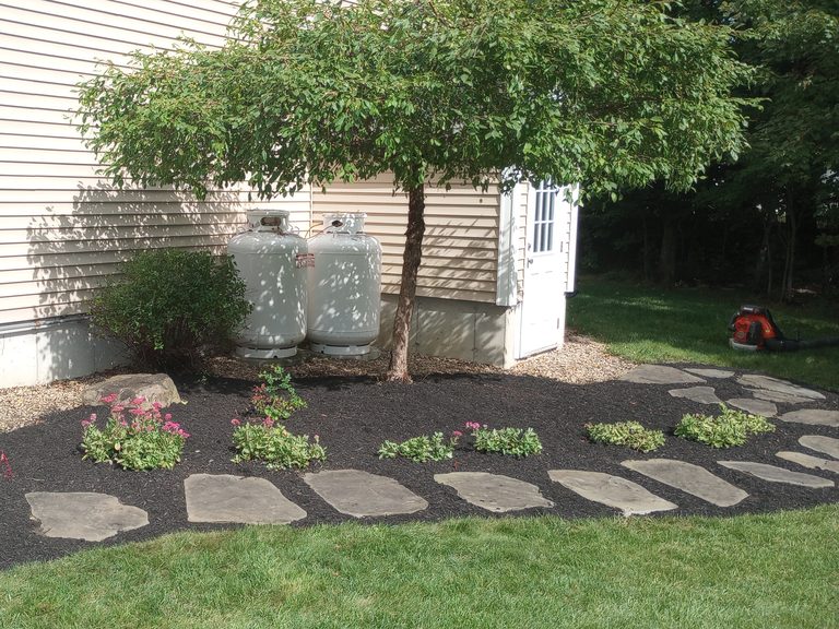 Freshly pruned and shaped ornamental crabapple tree with new mulch bed and stone path