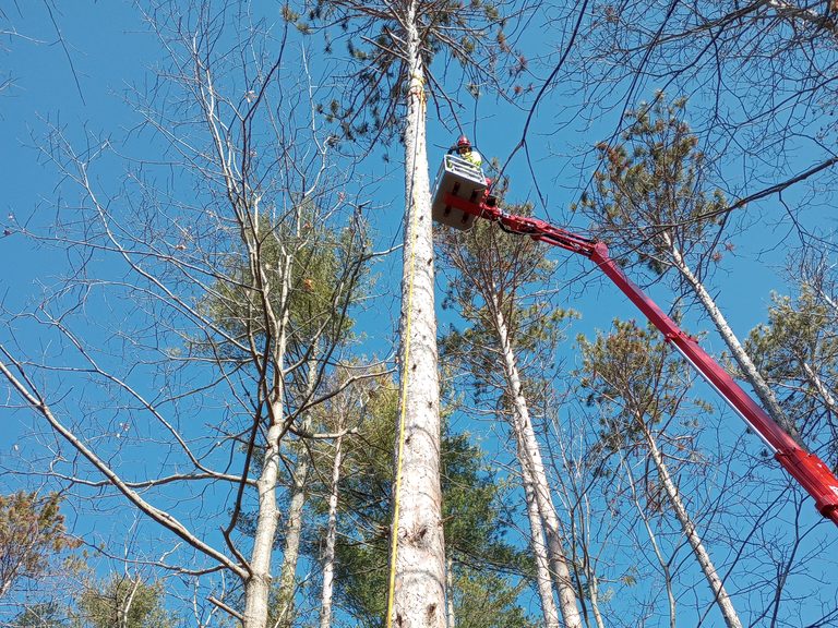 Arborist working from a red bucket lift high in a tall pine tree against a blue sky