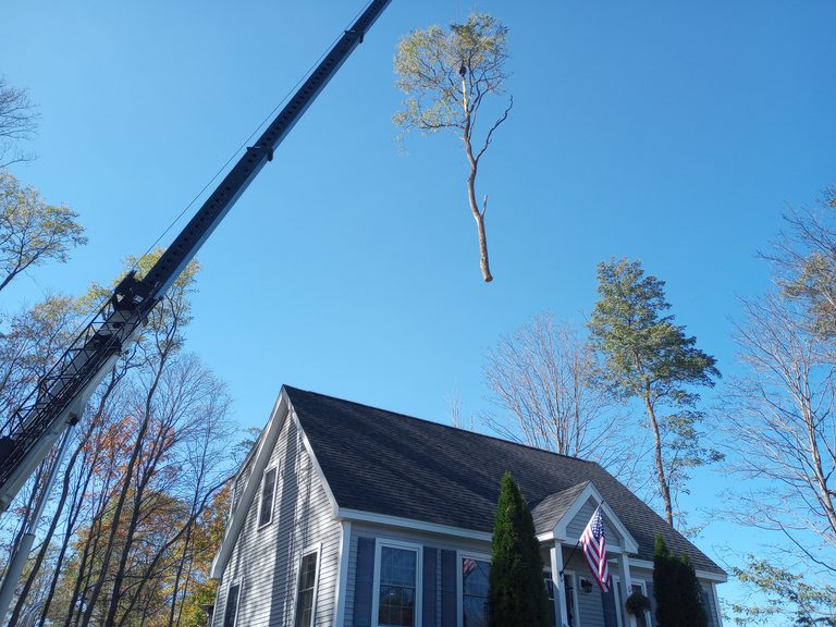 Crane lifting a large tree section over a house during a technical tree removal