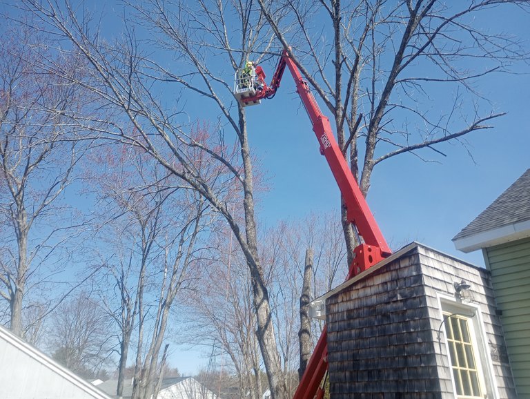 Spider lift positioning an arborist high in a tree for a technical removal beside a house