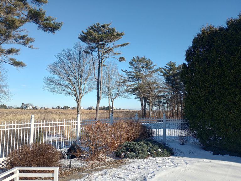 Water view opened by selective pruning at a Seacoast property