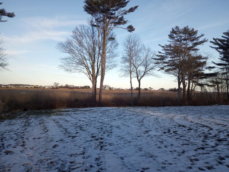 Open winter sightline across a yard after selective tree pruning