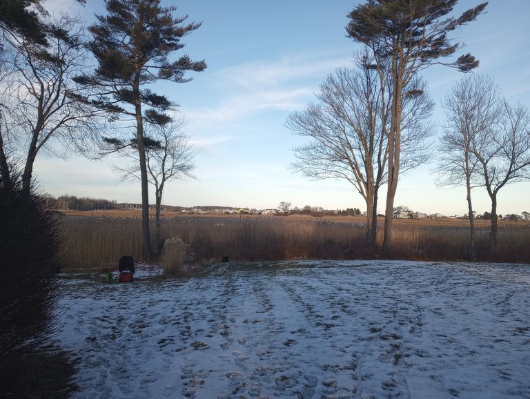 Winter water view framed by selectively pruned trees