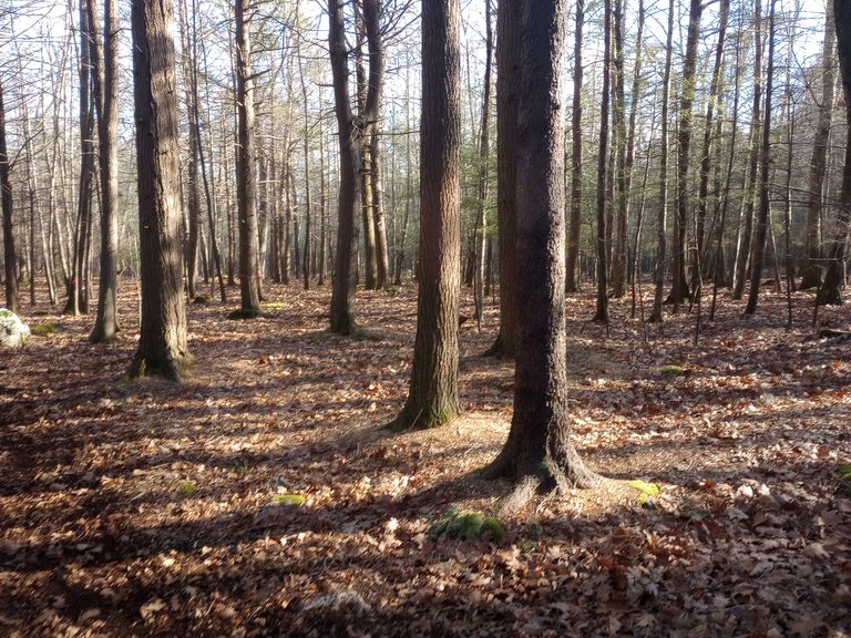 Managed walking trail through healthy, thinned woodland