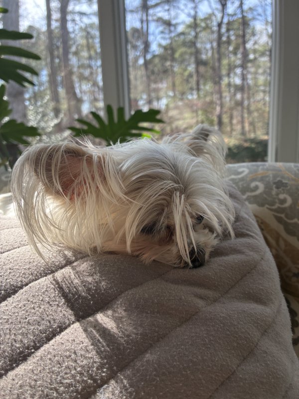 Maggie